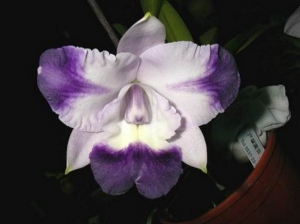 Lc.Cariad's Mini Quinee "Angel Kiss"