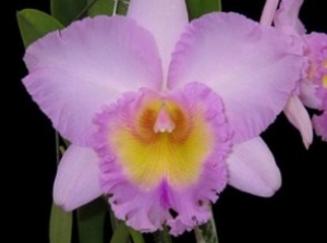 Blc.Mahina Yahiro "Ulii"