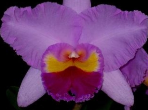 Blc.Pamela Finney "Large Ox"