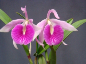 Bl.Morning Glory ‘Valentine Kiss’