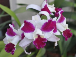 Lc.Purple Cascade "香美人"