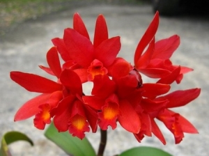 Lc.Rojo X Slc.Precious Stone 'Firecrackers