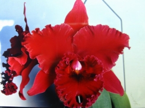 Blc.Chia Lin