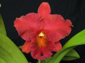 Blc.Eve Marie Barnett