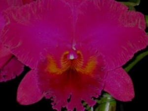 Blc.Sanyung Ruby "King Kong"