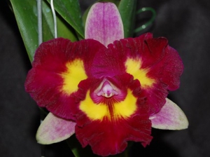 Blc.Tzeng-Wen Beauty "Kindness"