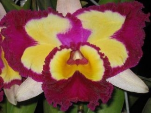 Blc.Chinese Beauty "Fire Phoenix"