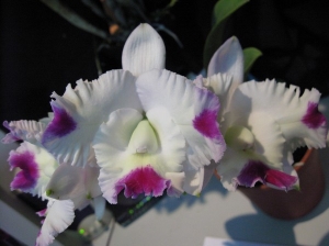 Lc.Pink Spice 'Kitty'