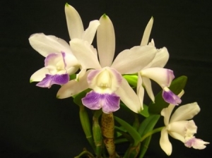 C.intermedia × Lc.Aloha case (Hybrid)