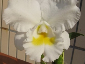 Bc.Bride "White Christmas"