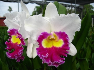 Blc.Li Cheng Mary "Sweet Heart"