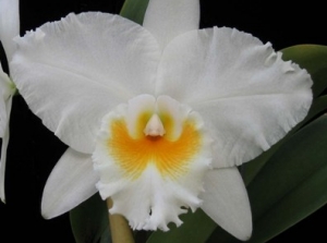 Blc.Eagle Eye