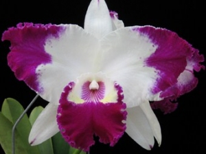 Lc.White Spark "Panda"