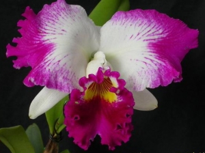 Lc.White Spark "Fire Cat"