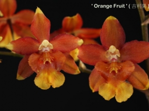 Wils. Pixie 'Orange Fruit'