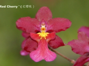 Wils. Nova 'Red Cherry'