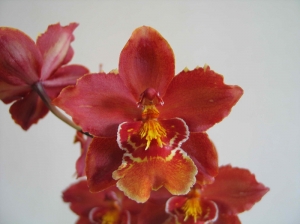 Wils. Dianne Feinstein 'Red Ruby'