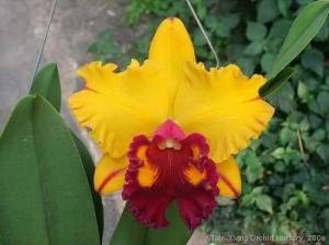 Blc. Tainan Gold