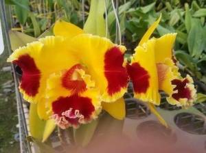 Blc. Taiwan Yellow Cat