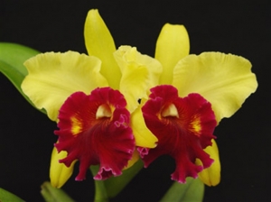 Rlc. Williette Wong 'The Best'