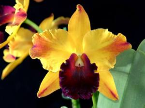 Rlc. Hsinying Yellowbird Sunburst