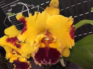 Rlc. Taiwan Yellow Cat