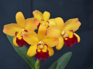 Rth. Chief Sunny Yellow Ruby