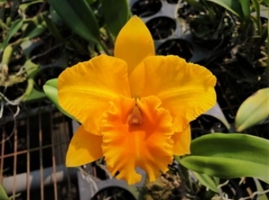 Rlc. Songher Gold