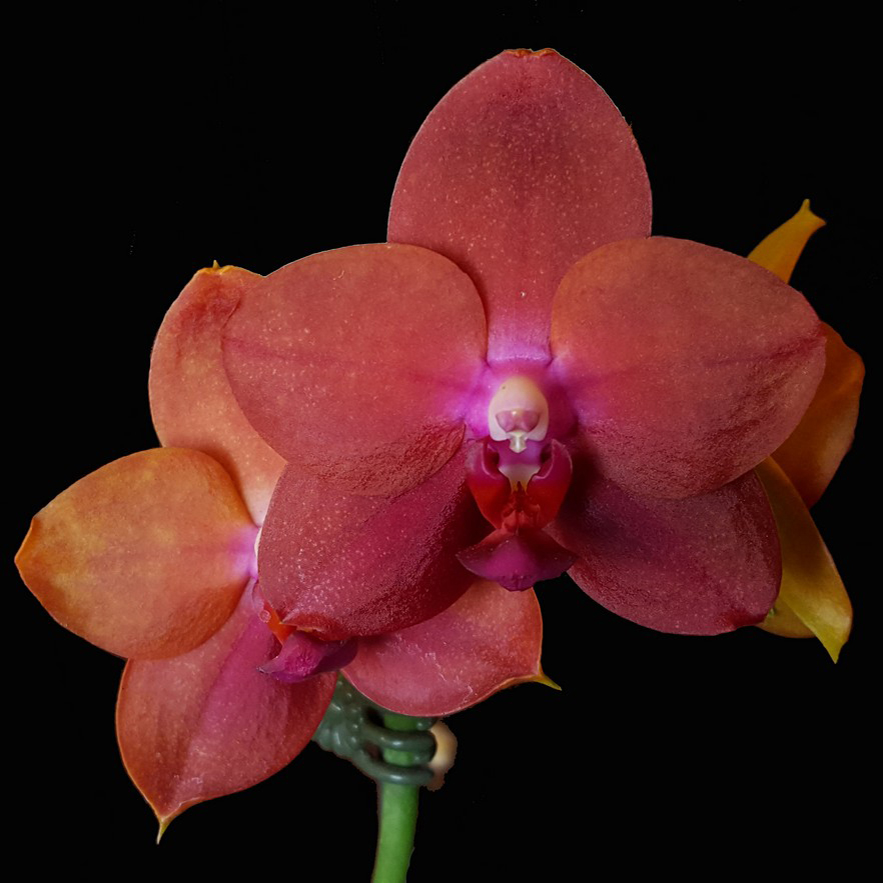 AJ-052 Phal. Allura 