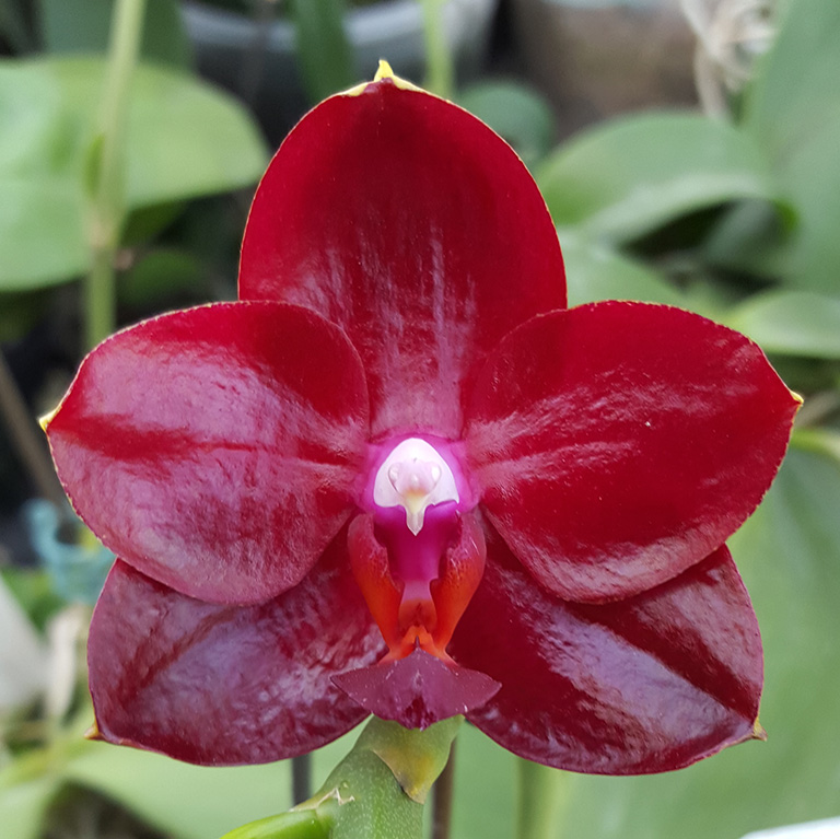 AJ-053 Phal. Allura 