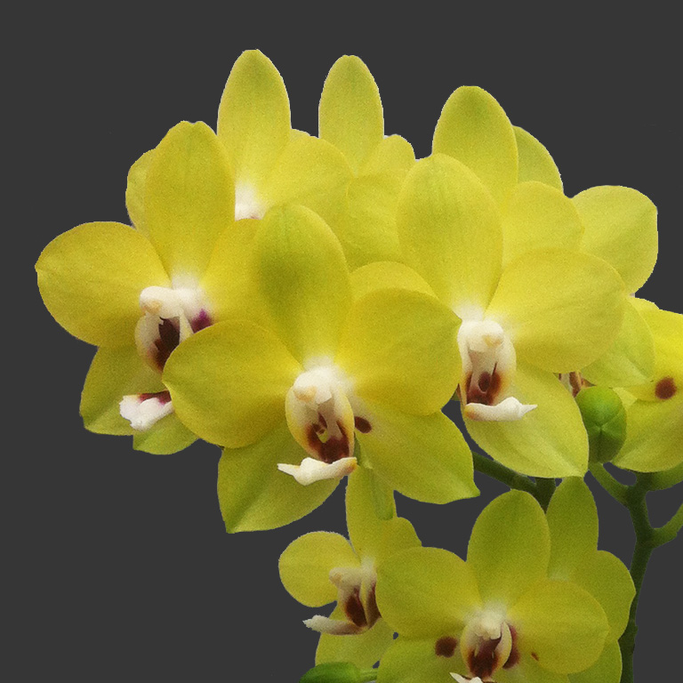 AJ-055 Phal. Allura 