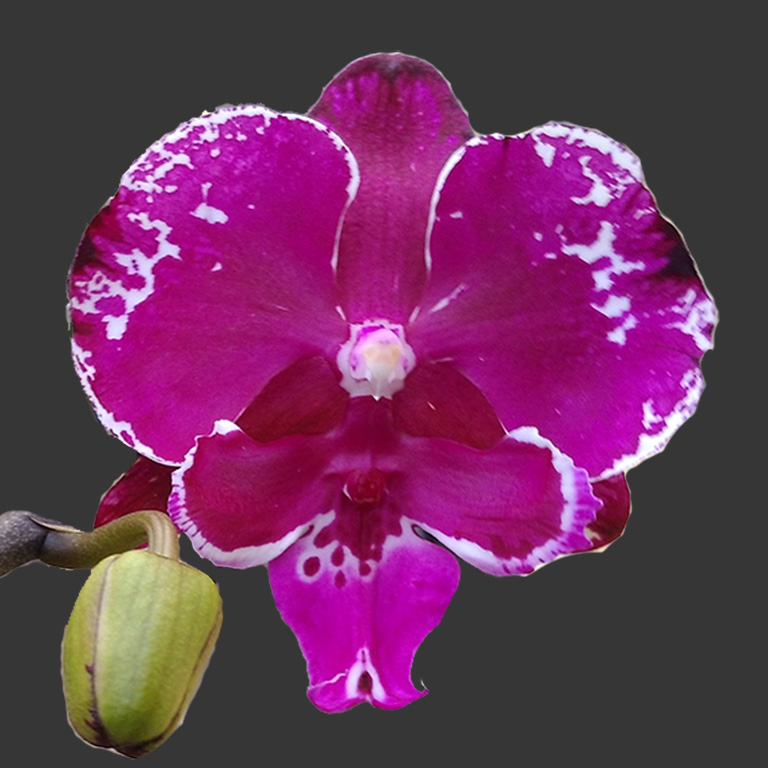 AJ-072 Phal. Allura 