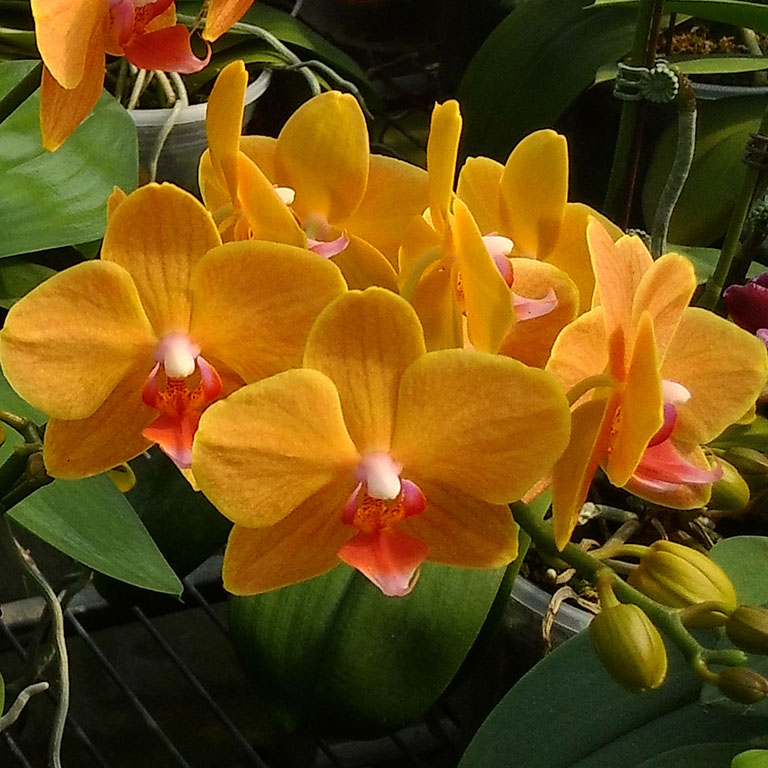 AJ-100 Phal. Allura 