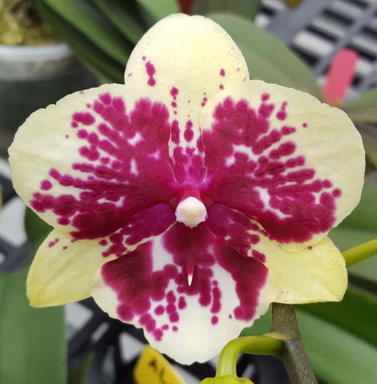 AJ-051 Phal. Allura 