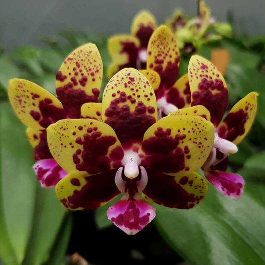 AJ-033 Phal. Allura 