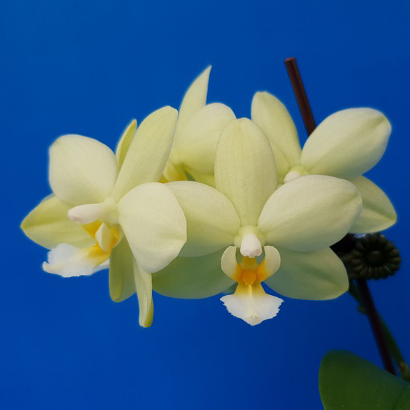 AJ-020 Phal. Allura 