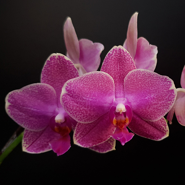 AJ-113 Phal. Allura 