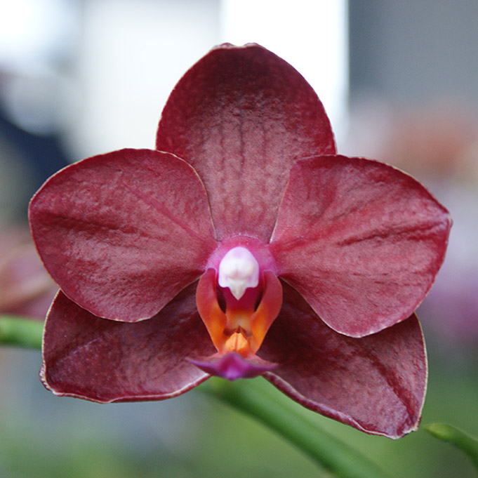 AJ-001 Phal. Allura 