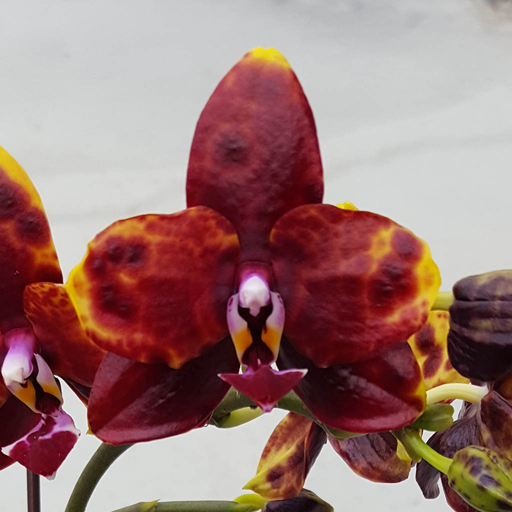 AJ-010 Phal. Allura 