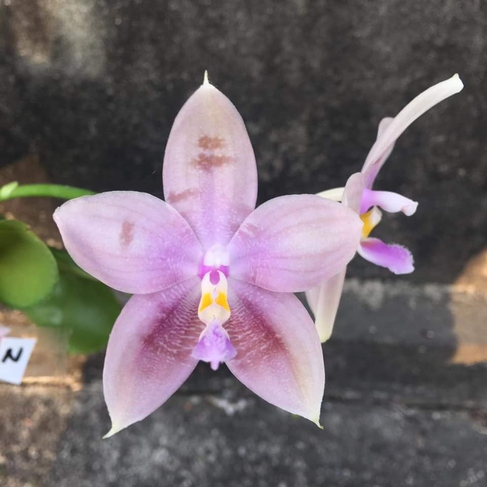 AJ-201 Phal. Allura 