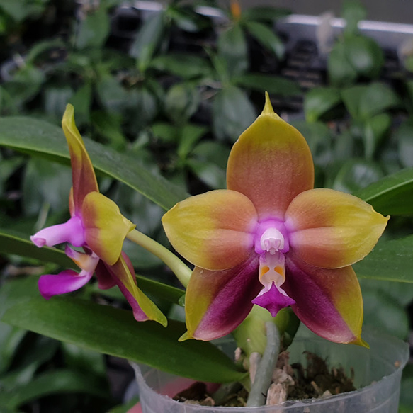 AJ-115 Phal. Mituo Princess 