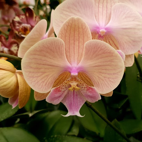 AJ-215 Phal. Allura 