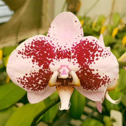 AJ-217 Phal. Allura 
