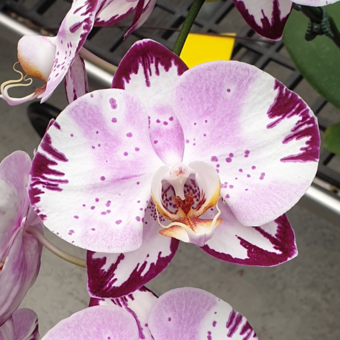 AJ-221 Phal. Allura 