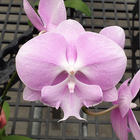 AJ-225 Phal. Allura 