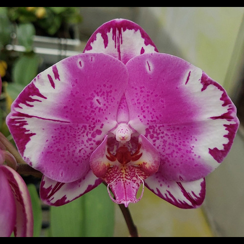 AJ-226 Phal. Allura 