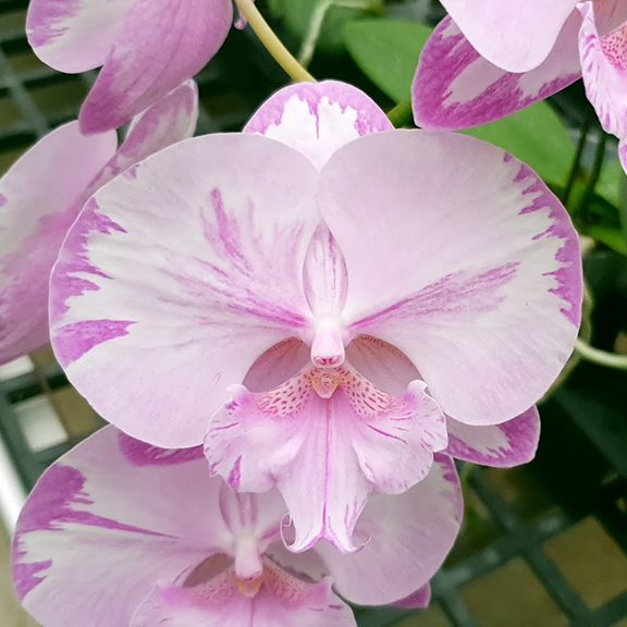 AJ-227 Phal. Allura 
