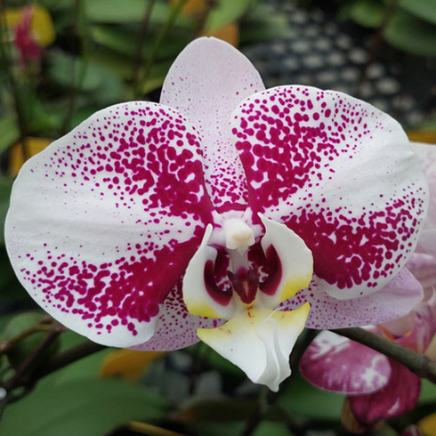 AJ-232 Phal. Allura 