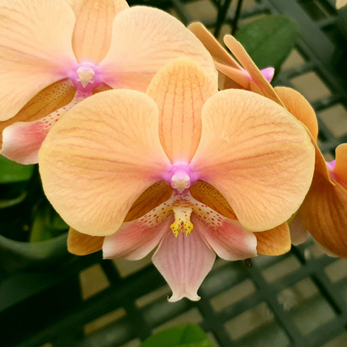 AJ-236 Phal. Allura 