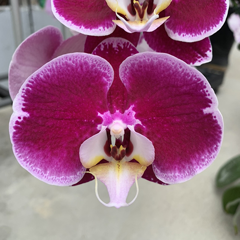 AJ-203 Phal. Allura 